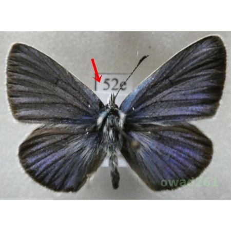 Cyaniris semiargus (Rottemburg, 1775) male Poland52e